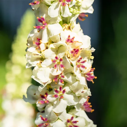 Verbascum chaixii 'Album'