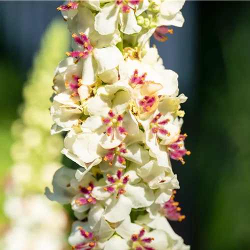 Verbascum chaixii 'Album'