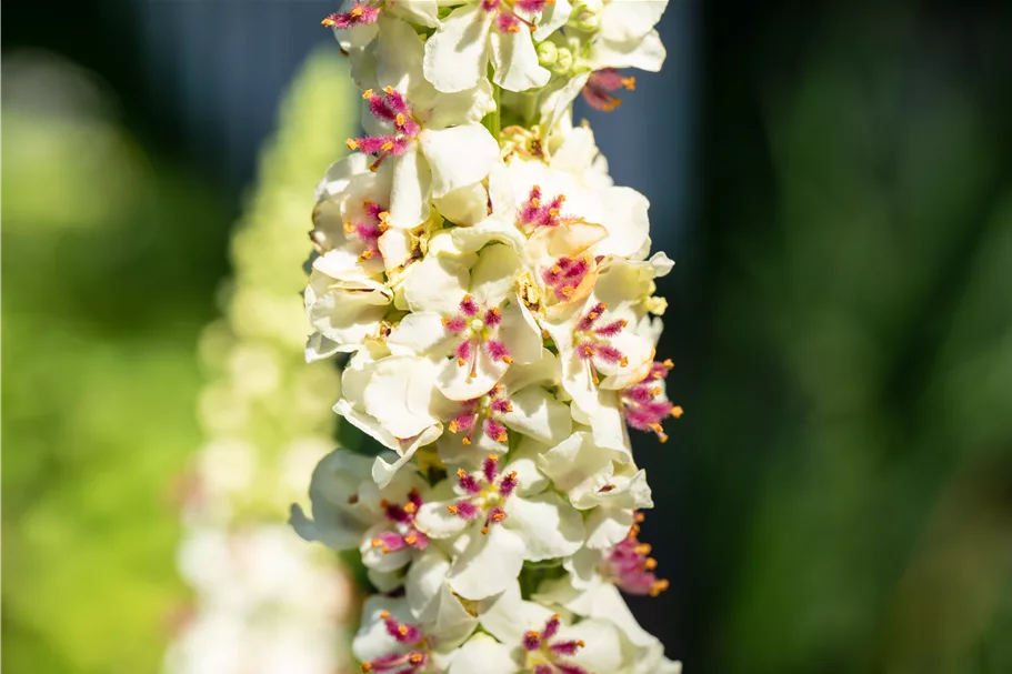 Verbascum nigrum 'Album'