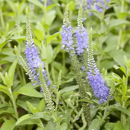 Veronica longifolia 'Blauriesin'