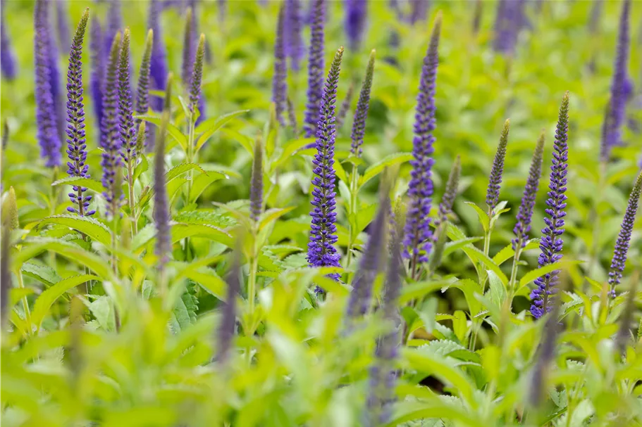 Veronica longifolia 'Blauriesin'