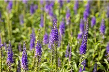 Veronica longifolia 'Blauriesin'