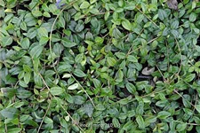 Vinca minor