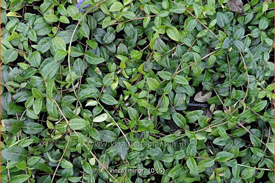 Vinca minor