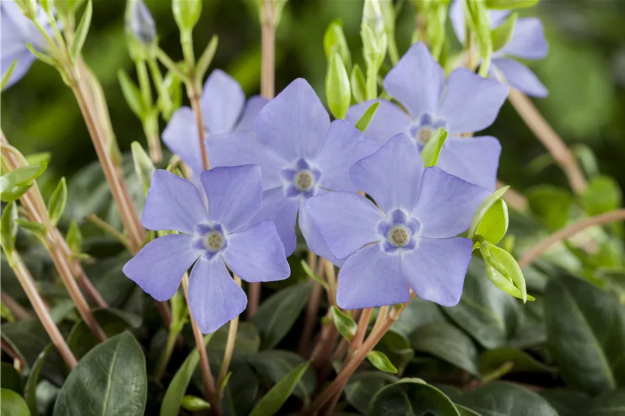 Vinca minor