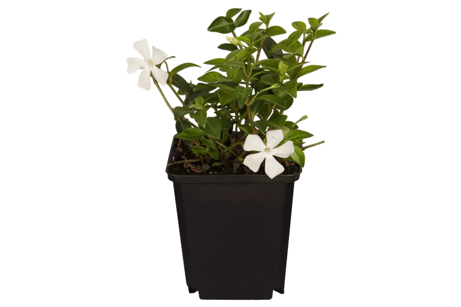 Vinca minor