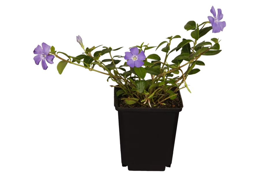 Vinca minor