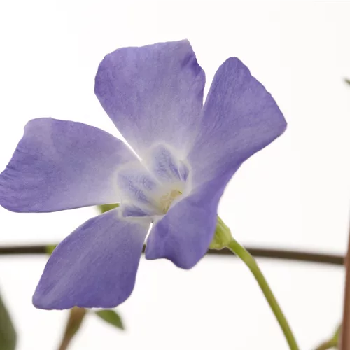 Vinca minor 'Josefine'®