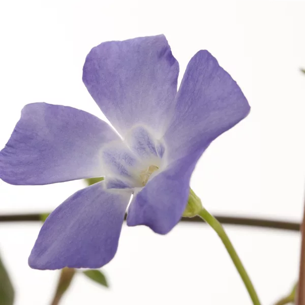 Vinca minor 'Josefine'®