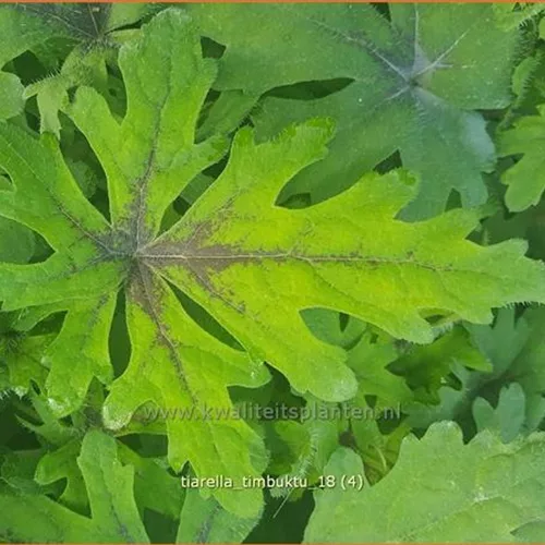 Tiarella 'Timbuktu'