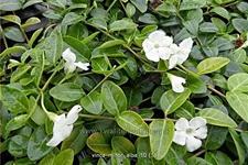 Vinca minor 'Alba'