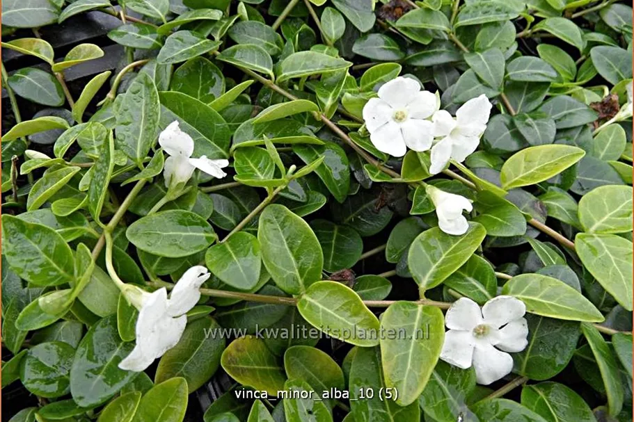 Vinca minor 'Alba'