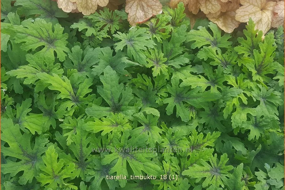 Tiarella 'Timbuktu'