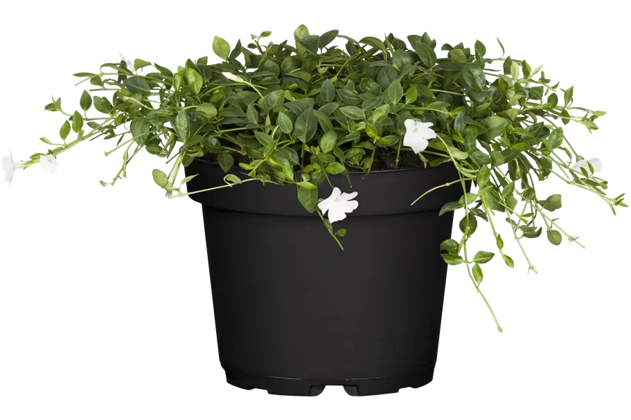 Vinca minor 'Alba'