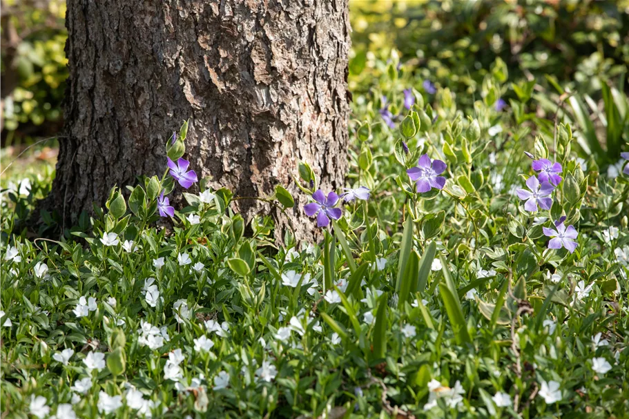 Vinca minor 'Alba'