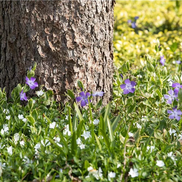 Vinca minor 'Alba'