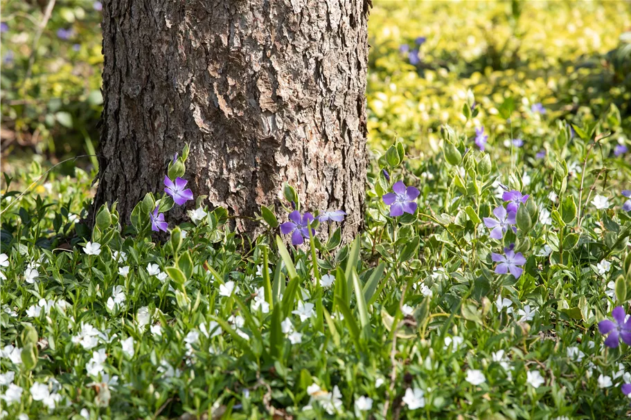 Vinca minor 'Alba'