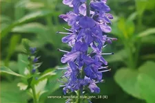 Veronica longifolia 'Blue John'