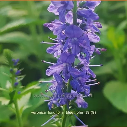Veronica longifolia 'Blue John'