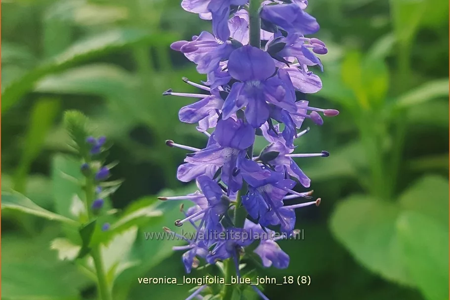 Veronica longifolia 'Blue John'