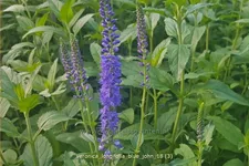 Veronica longifolia 'Blue John'