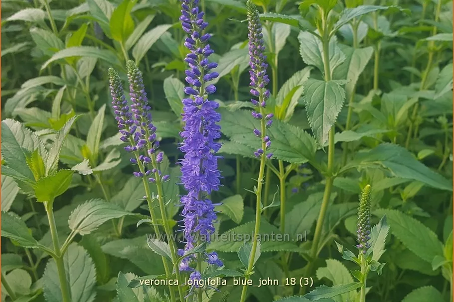 Veronica longifolia 'Blue John'