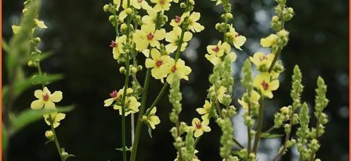 Verbascum chaixii 'Sixteen Candles'