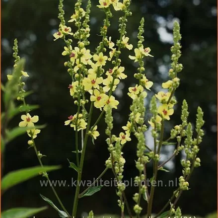 Verbascum chaixii 'Sixteen Candles'