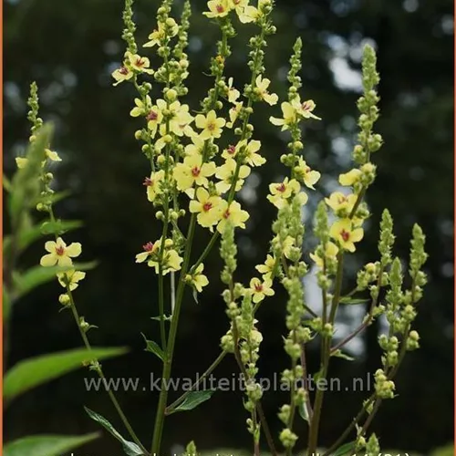 Verbascum chaixii 'Sixteen Candles'