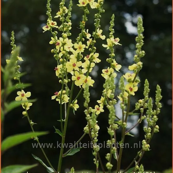Verbascum chaixii 'Sixteen Candles'