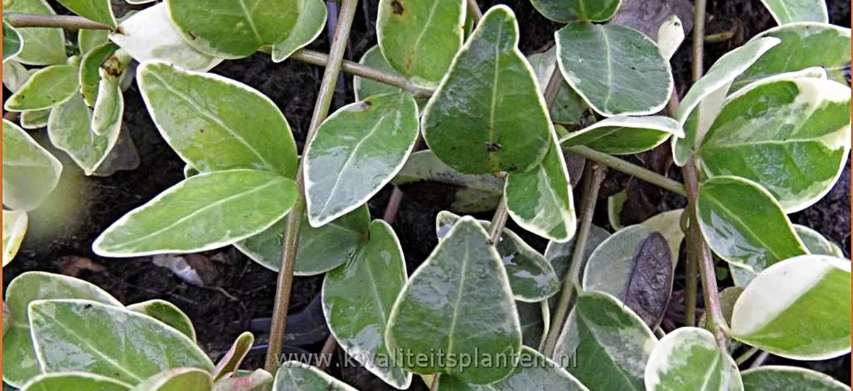 Vinca minor 'Argenteovariegata'