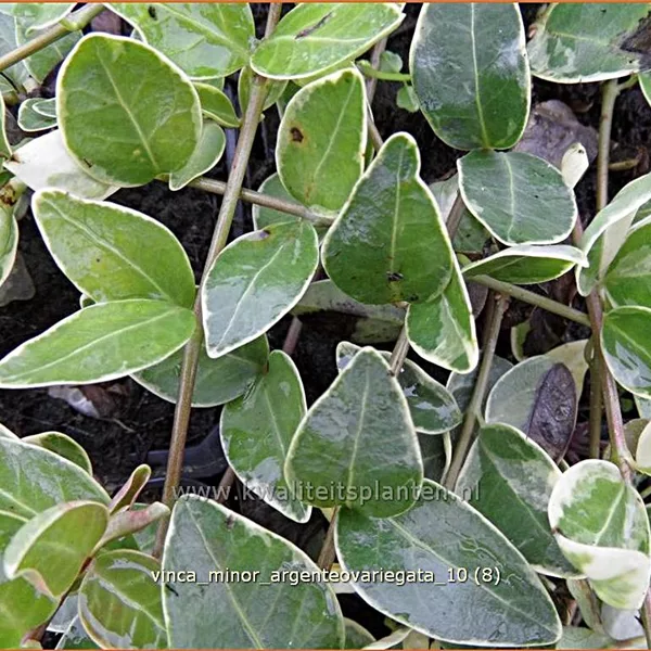 Vinca minor 'Argenteovariegata'