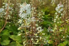 Tiarella wherryi