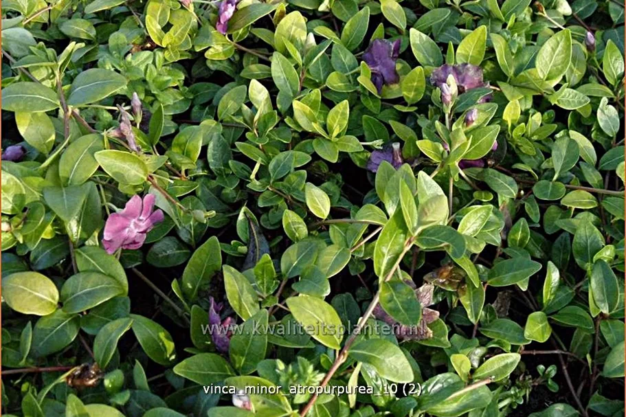 Vinca minor 'Atropurpurea'