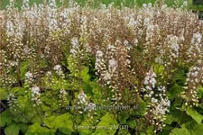 Tiarella wherryi