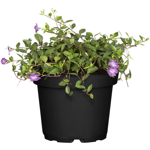 Vinca minor 'Atropurpurea'