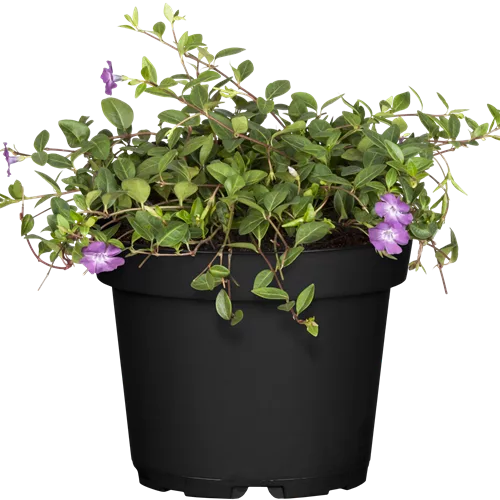 Vinca minor 'Atropurpurea'