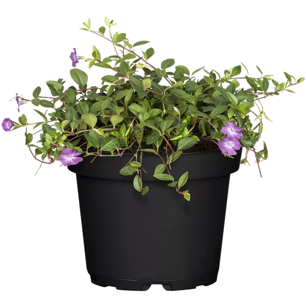 Vinca minor 'Atropurpurea'