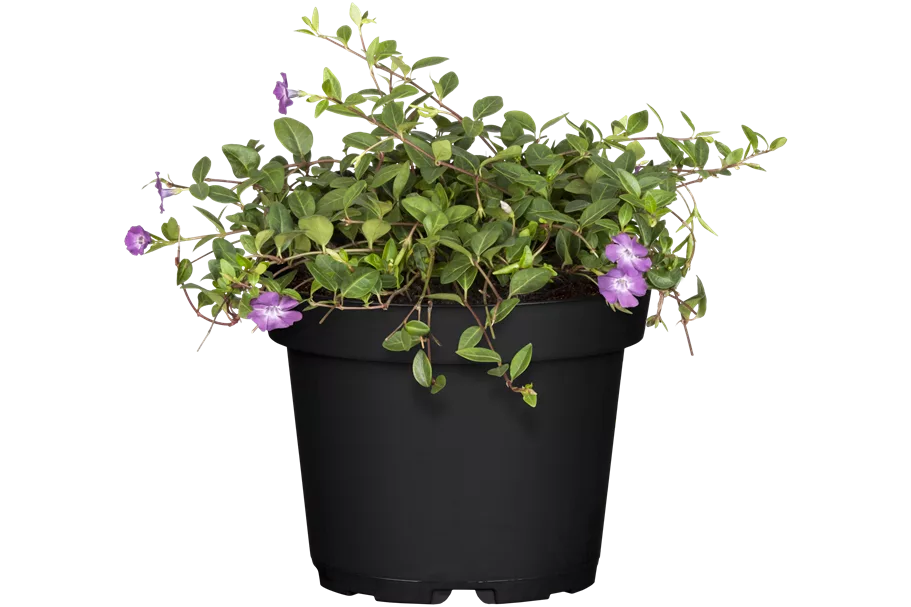 Vinca minor 'Atropurpurea'