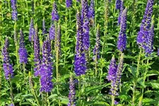 Veronica longifolia 'Dark Maetje'