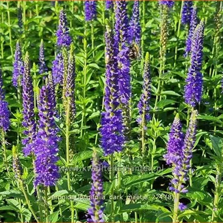 Veronica longifolia 'Dark Maetje'