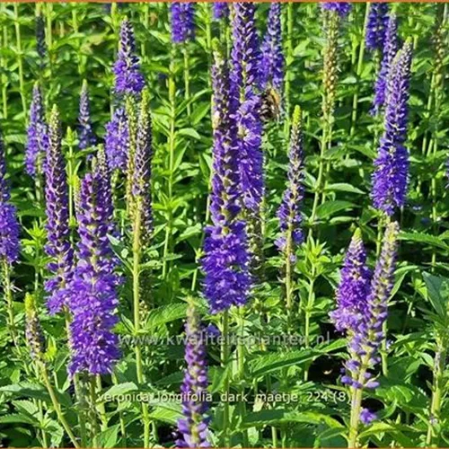 Veronica longifolia 'Dark Maetje'