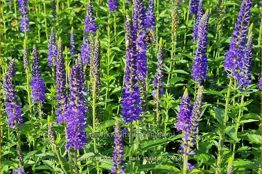 Veronica longifolia 'Dark Maetje'