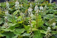 Tiarella wherryi
