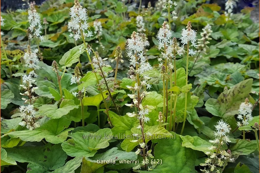 Tiarella wherryi