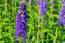 Veronica longifolia 'Dark Maetje'