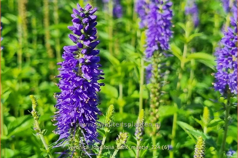 Veronica longifolia 'Dark Maetje'