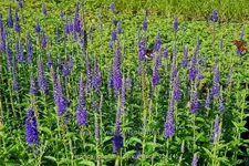 Veronica longifolia 'Dark Maetje'