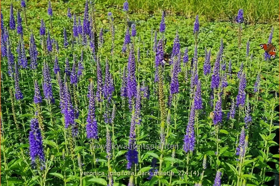 Veronica longifolia 'Dark Maetje'