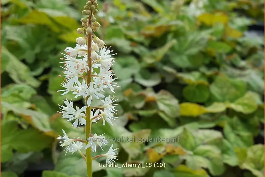 Tiarella wherryi